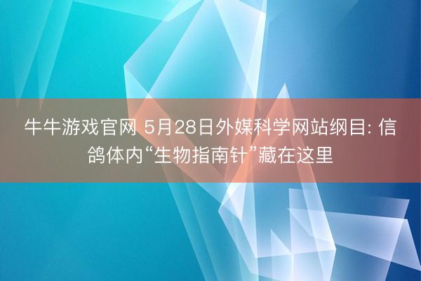 牛牛游戏官网 5月28日外媒科学网站纲目: 信鸽体内“生物指南针”藏在这里