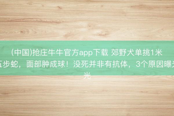 (中国)抢庄牛牛官方app下载 郊野犬单挑1米五步蛇，面部肿成球！没死并非有抗体，3个原因曝光